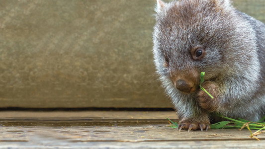 Secret Life of the Wombat