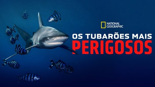 World's Most Dangerous Shark?