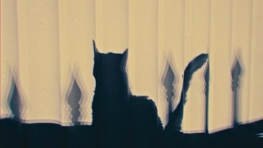 O Gato da Varanda
