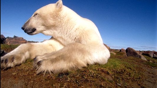 Polar Bears: Ice Bear