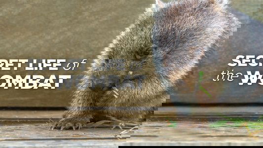 Secret Life of the Wombat