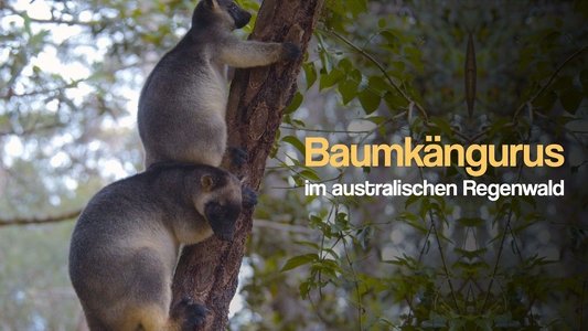 Tree Kangaroos: Ghosts of the Forest