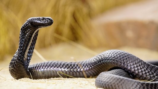 World's Deadliest Snakes