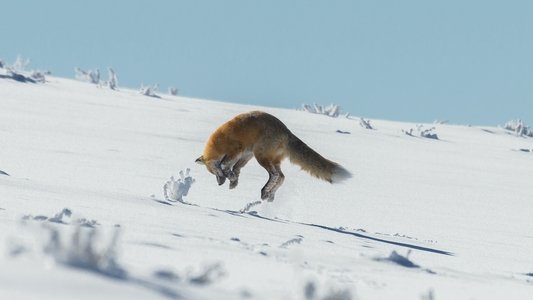 Yellowstone