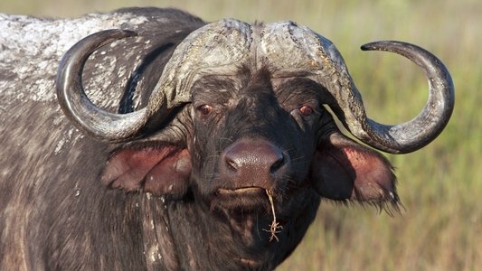 Blood Rivals: Lion vs Buffalo
