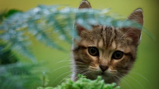 Mon chat et moi, la grande aventure de Rroû