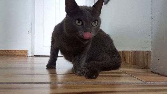 Gatos e Câmeras