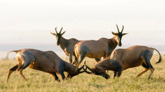 Règne animal, les jeux de l'amour