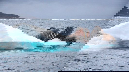 Odyssée sous les glaces