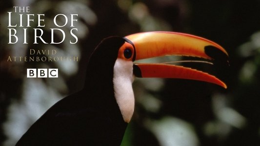 The Life of Birds