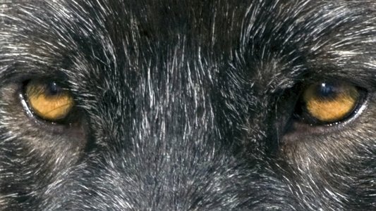 Loup