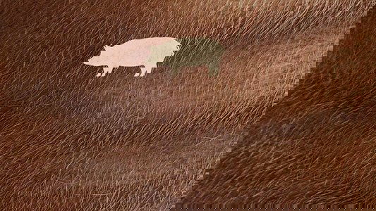 Pig