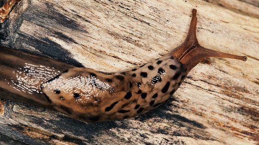 World's Weirdest: Extreme Body Parts