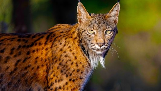 Iberia's Woodlands: Life on the Edge
