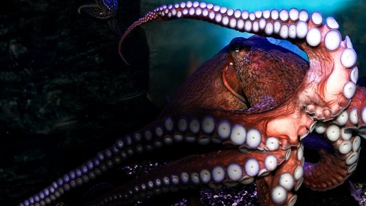 Deep Sea Killers