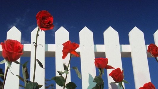 Blue Velvet