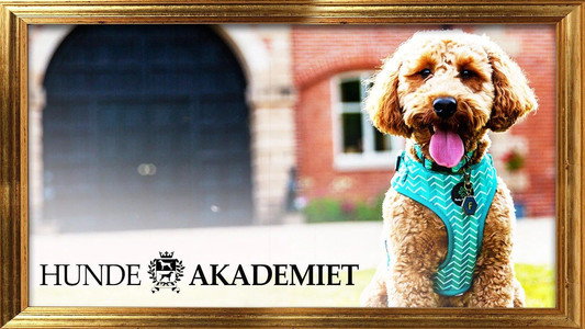 Bad Dog Academy
