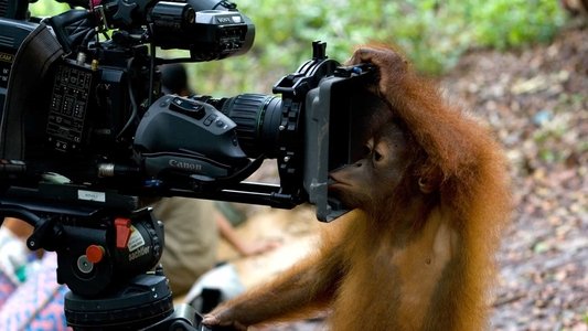 Orang-Utans - Borneos Waldmenschen