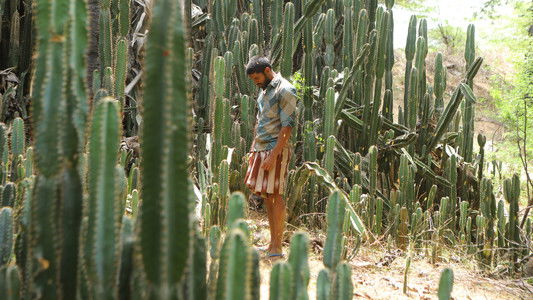 பைசன் காளமாடன்