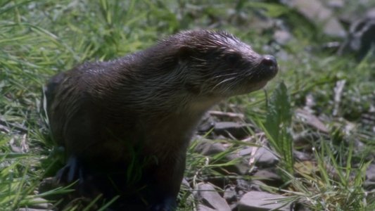 Tarka the Otter