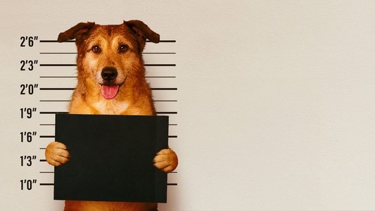 Le Procès du Chien