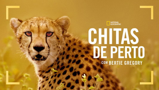 Cheetahs Up Close with Bertie Gregory