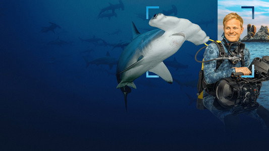 Hammerhead Sharks Up Close with Bertie Gregory