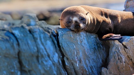 Fur Seals