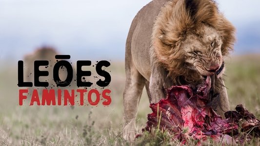 Lion Feeding Frenzy