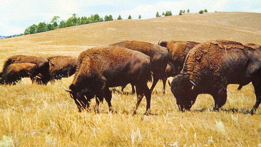 The Vanishing Prairie