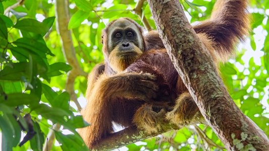 Secret Lives of Orangutans