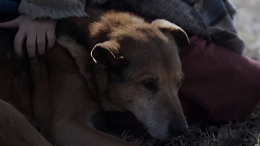 La mujer de los perros