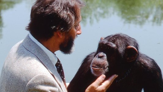Lucy the Human Chimp