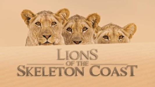 Lions of the Skeleton Coast