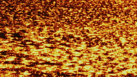 라 플랑트 당상트 드 데자스트르