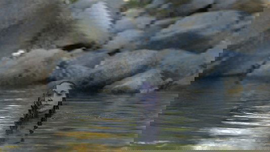 Permeable