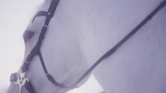 Den stygge stesøsteren