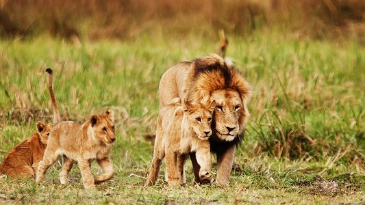 Wild Botswana