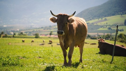 Das System Milch