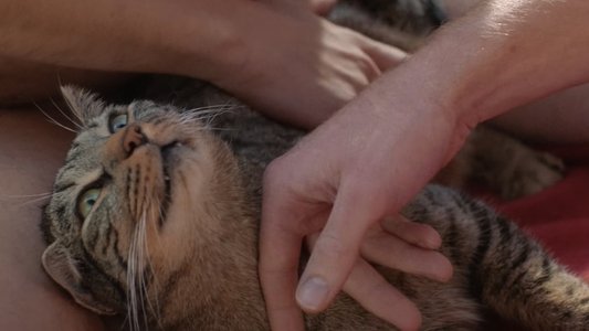 Kater