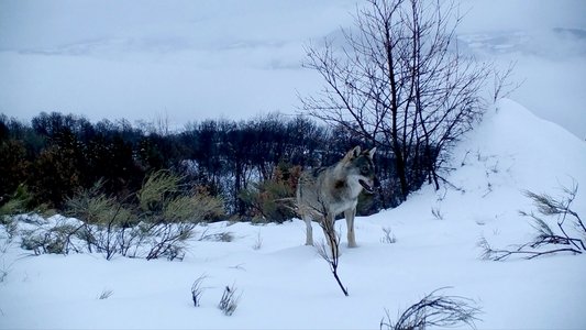 Marche avec les loups
