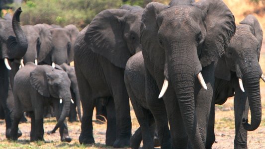 Elephants on the Run