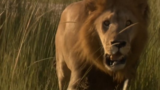 Game of Lions