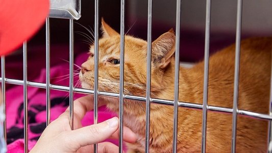 Pets & Pickers
