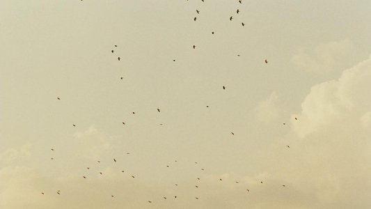 طعم گيلاس