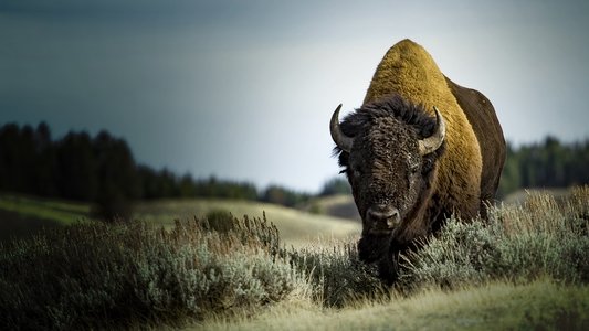 America's Greatest Animals