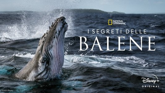 Secrets of the Whales