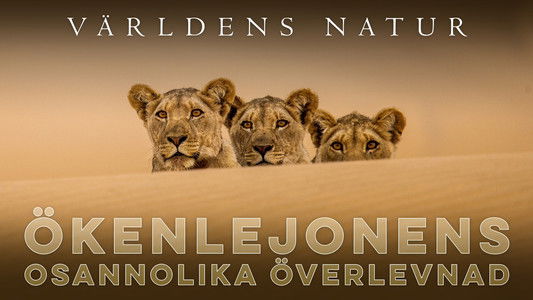 Lions of the Skeleton Coast