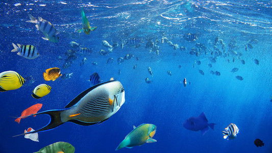 Africa's Underwater Wonders