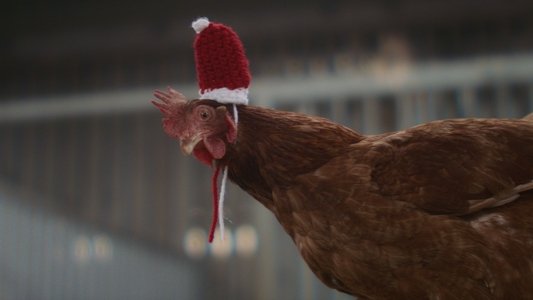 Feather Christmas